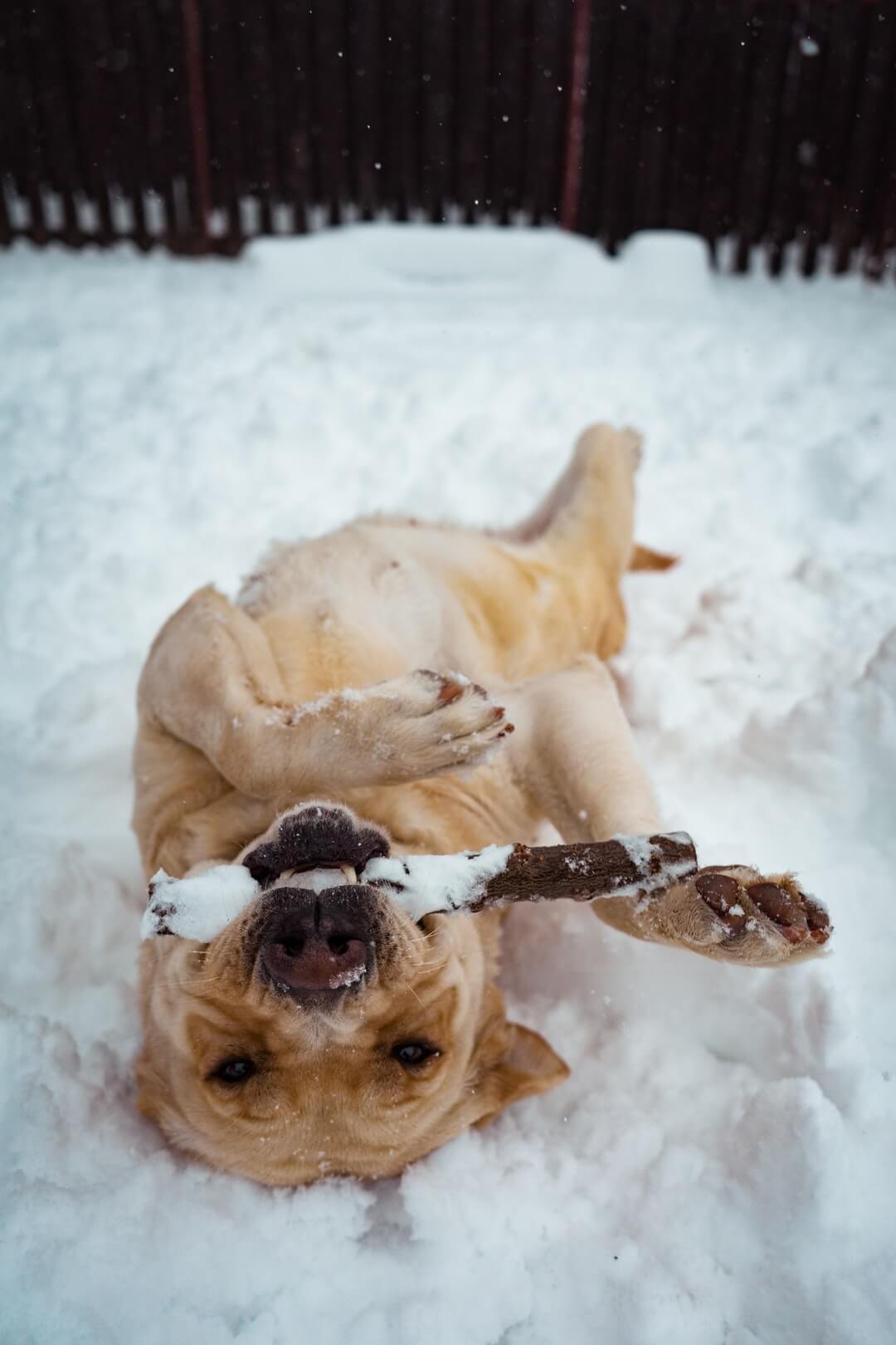 Prepare Your Dog For Winter - Joyful Dogs of Michigan