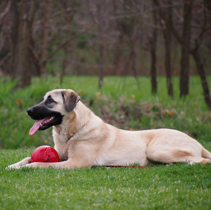 Pictures of our Joyful Dogs - Joyful Dogs of Michigan