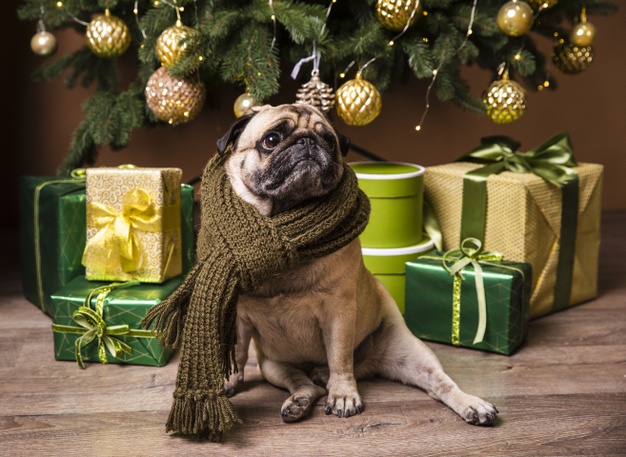Prepare Your Dog For Winter - Joyful Dogs of Michigan