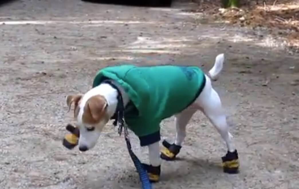 Prepare Your Dog For Winter - Joyful Dogs of Michigan