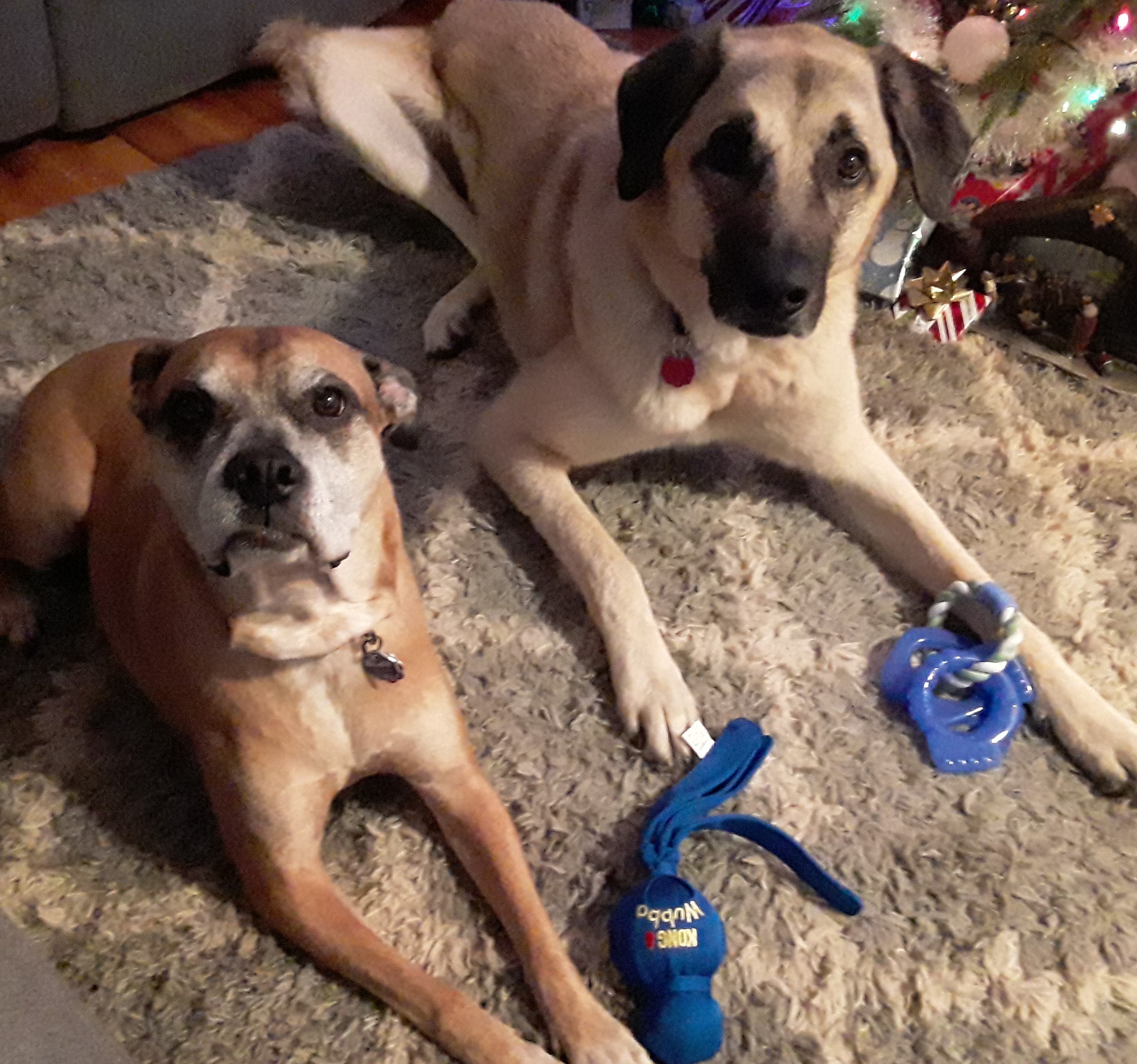 Choosing a Good Dog Trainer Joyful Dogs of Michigan