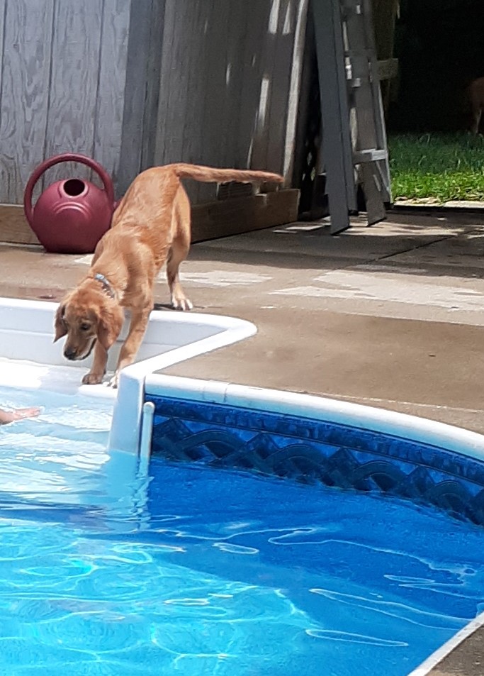 Pictures_of_our_Joyful_Dogs_Joyful_Dogs_of_Michigan