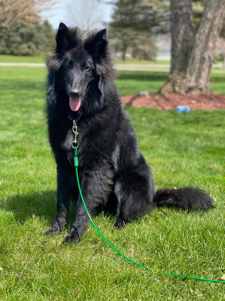 Pictures_of_our_Joyful_Dogs_Joyful_Dogs_of_Michigan