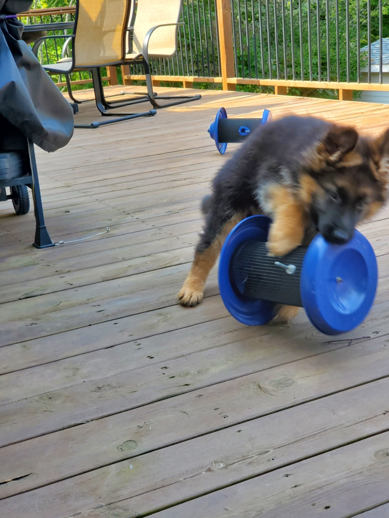 Pictures_of_our_Joyful_Dogs_Joyful_Dogs_of_Michigan