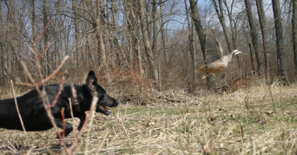Puppies_Bite_Joyful_Dogs_of_Michigan_03