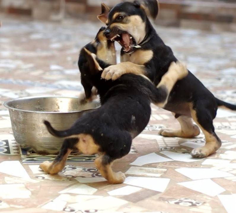Puppies_Bite_Joyful_Dogs_of_Michigan_02