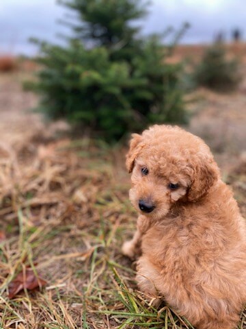 Pictures_of_our_Joyful_Dogs_Joyful_Dogs_of_Michigan